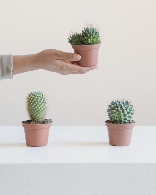 Assorted Cactus - 4 inch pot