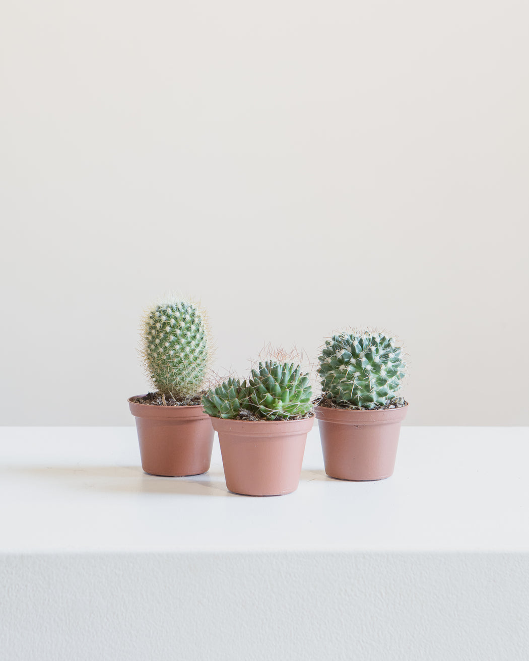 Assorted Cactus - 4 inch pot