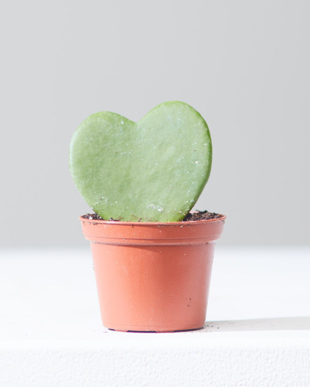 Hoya Heart: Hoya kerrii - 2.5 inch pot