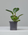 PEPEROMIA OBSTUSIFOLIA 4" Grower Pot