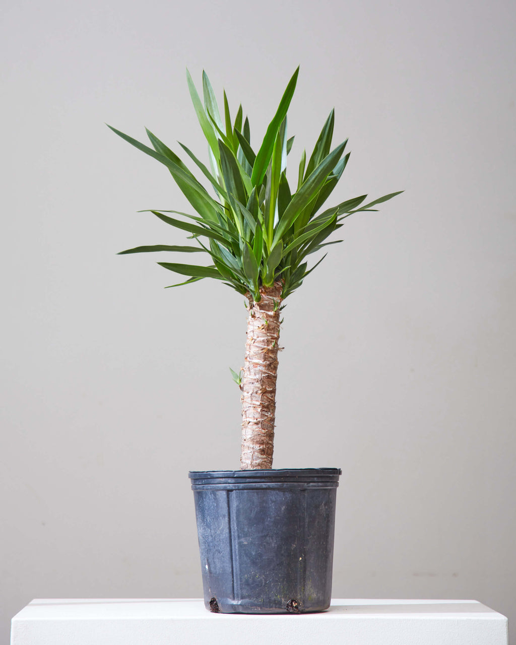 Yucca Cane: Yucca gigantea - 10 inch pot - 3-4
