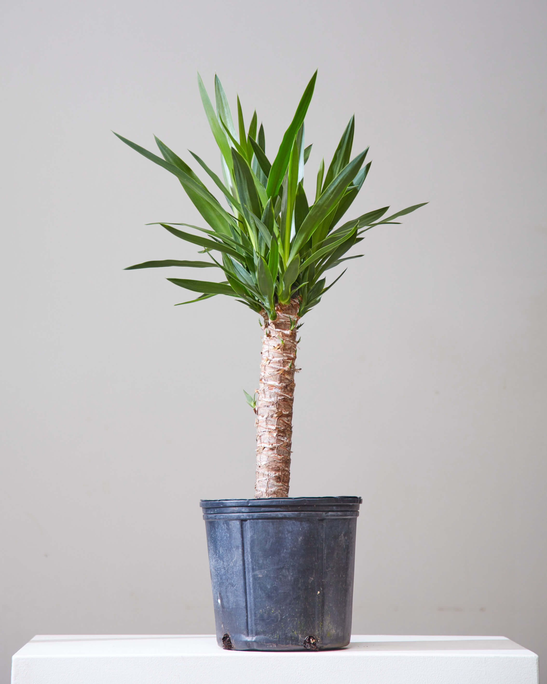 Yucca Cane: Yucca gigantea - 10 inch pot - 3-4
