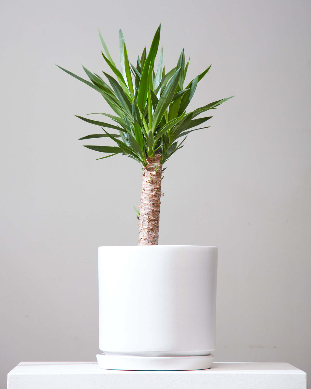 Yucca Cane: Yucca gigantea - 10 inch pot - 3-4