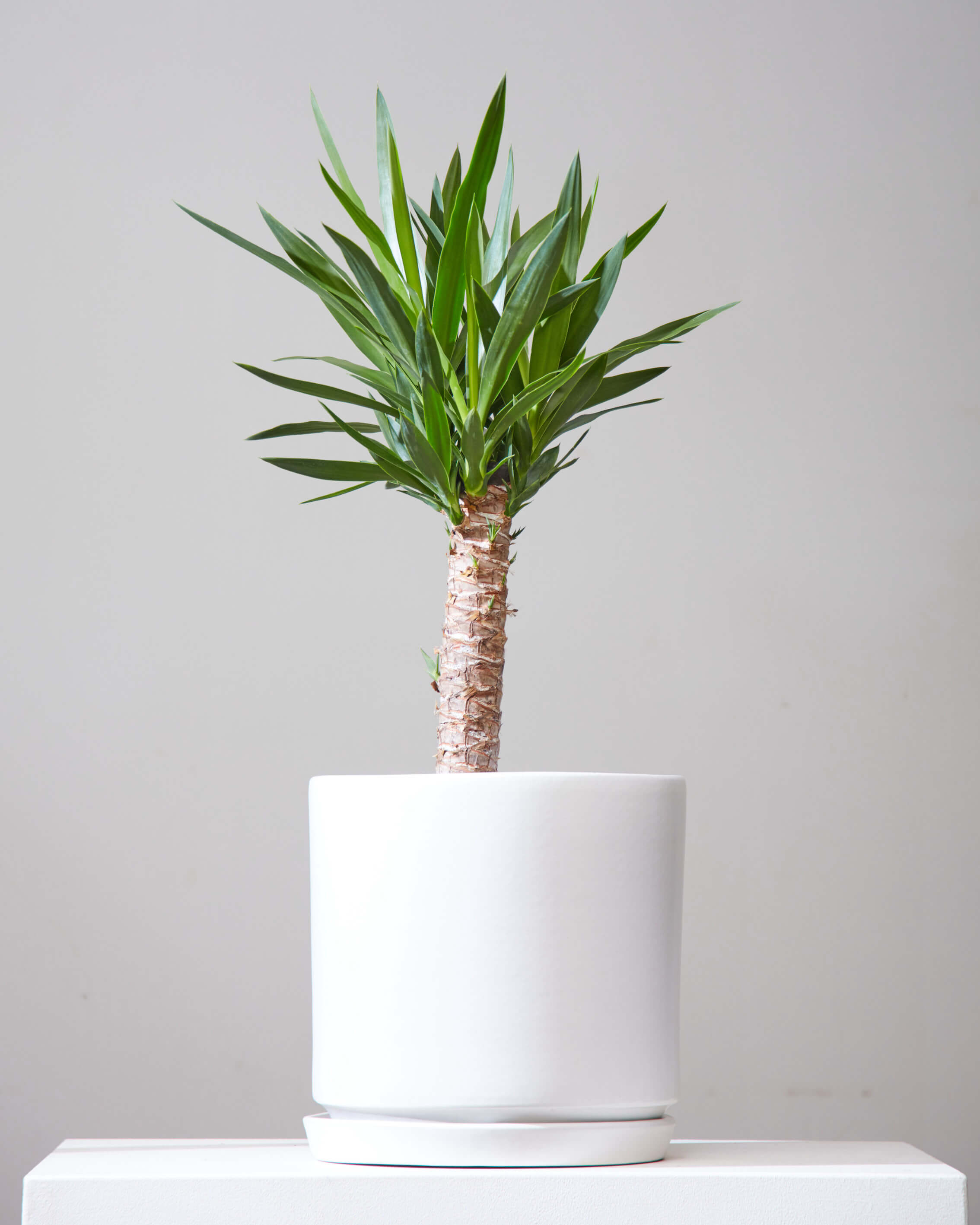 Yucca Cane: Yucca gigantea - 10 inch pot - 3-4