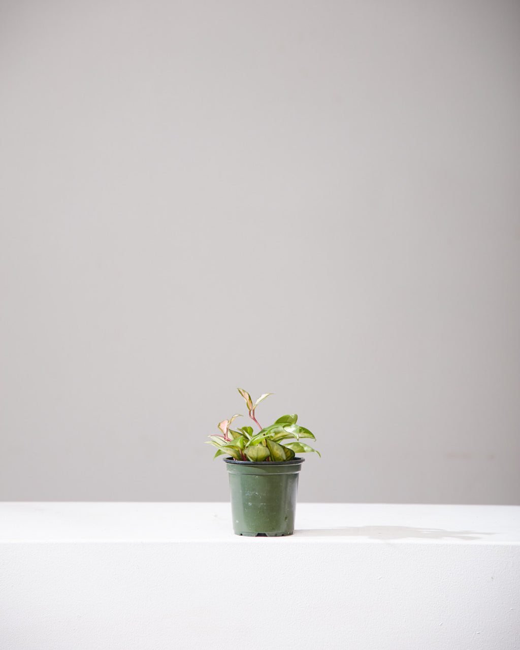 Crimson Princess Wax Plant: Hoya carnosa - 4 inch pot