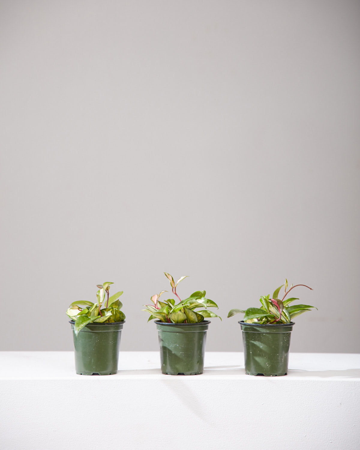 Crimson Princess Wax Plant: Hoya carnosa - 4 inch pot