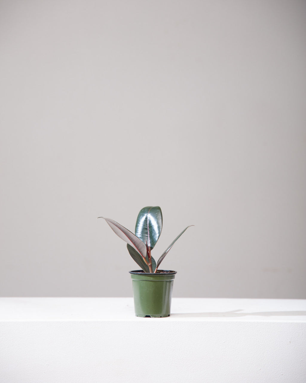 Burgundy Rubber Plant: Ficus elastica - 4 inch pot