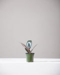 Burgundy Rubber Plant: Ficus elastica - 4 inch pot