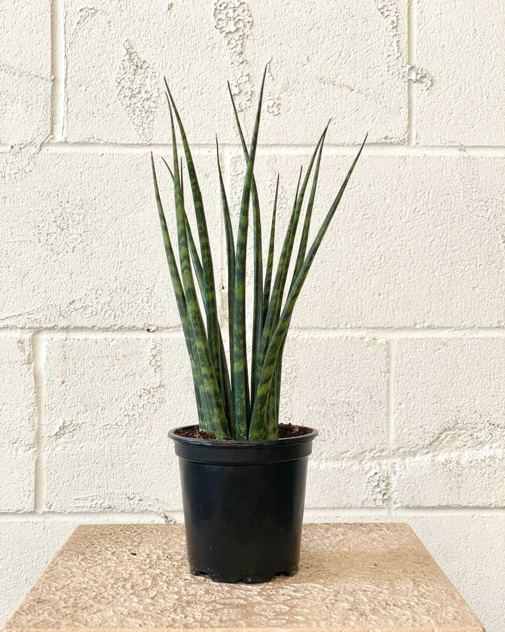 SNAKE PLANT (SANSEVIERIA 'MIKADO') 4" Grower Pot