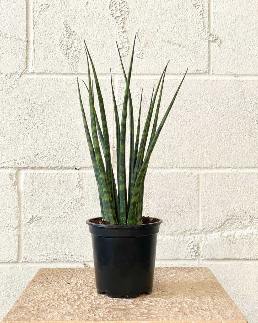 SNAKE PLANT (SANSEVIERIA 'MIKADO') 4" Grower Pot