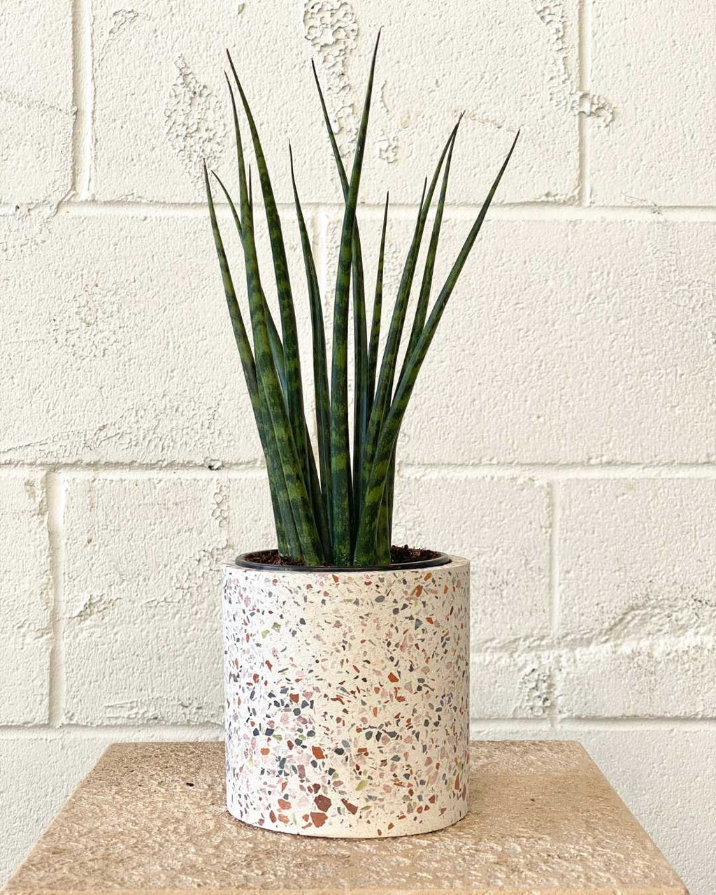 SNAKE PLANT (SANSEVIERIA 'MIKADO') 4" Grower Pot
