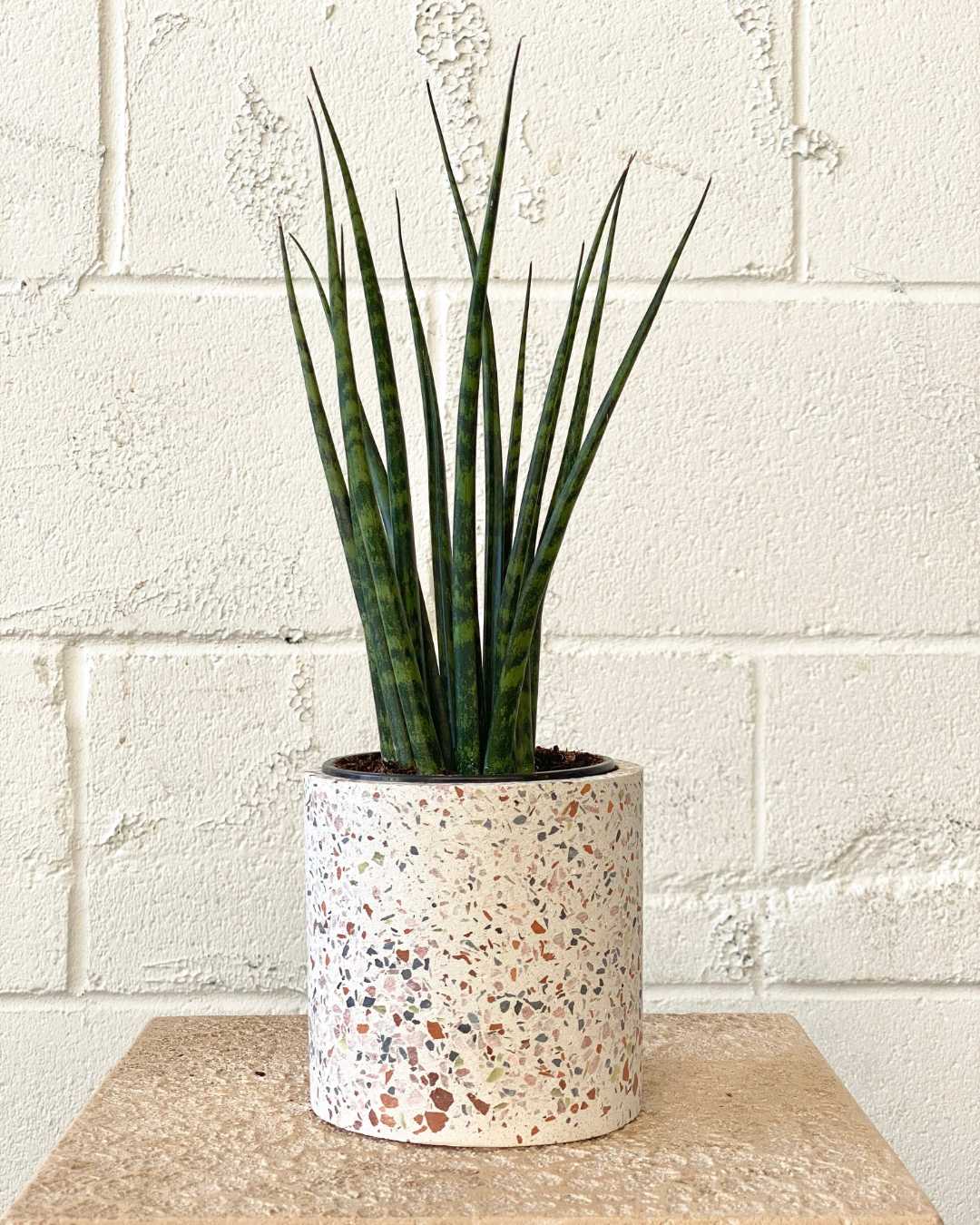 SNAKE PLANT (SANSEVIERIA 'MIKADO') 4" Grower Pot