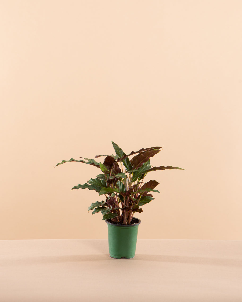 Furry Feather Calathea: Goeppertia rufibarba - 4 inch pot