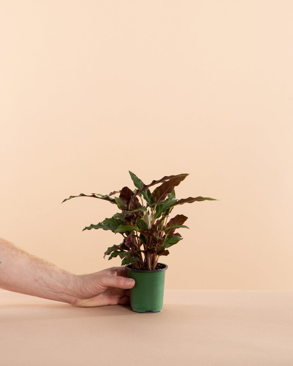 Furry Feather Calathea: Goeppertia rufibarba - 4 inch pot