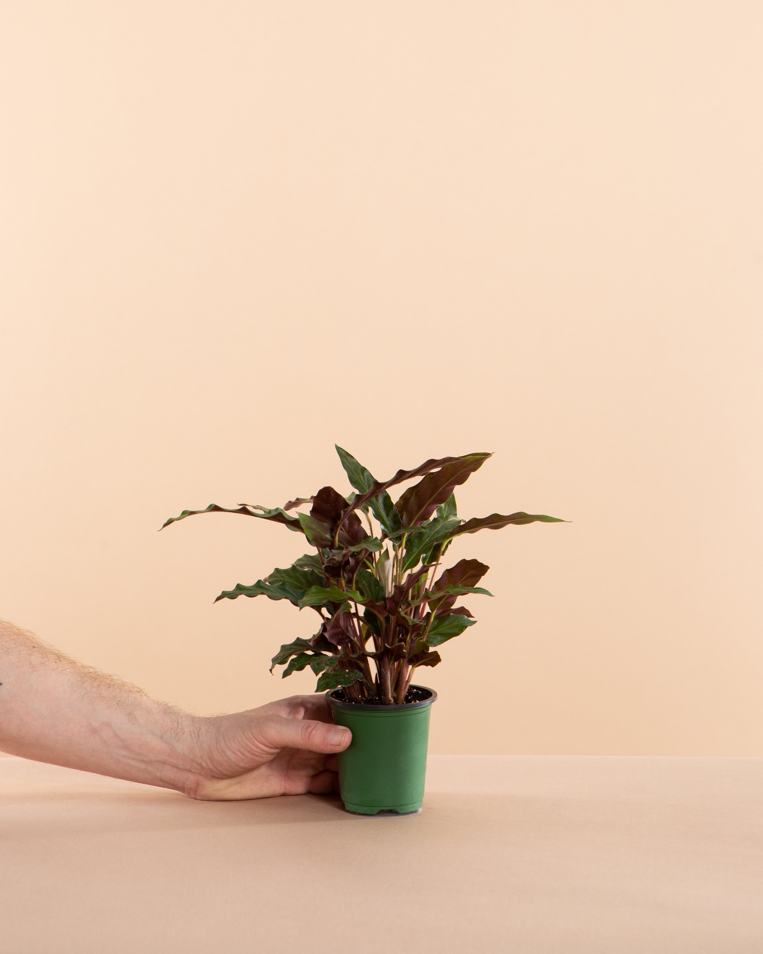 Furry Feather Calathea: Goeppertia rufibarba - 4 inch pot