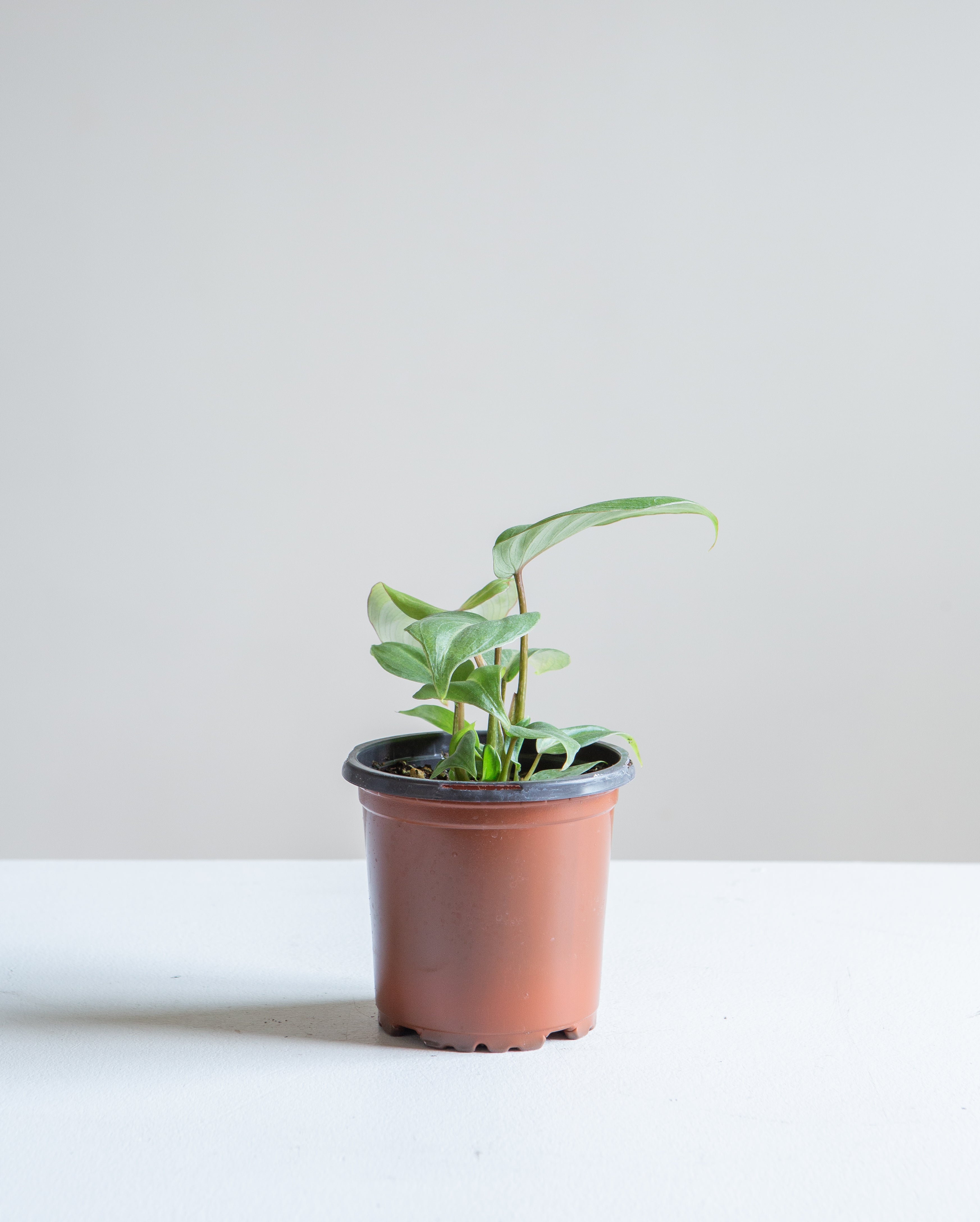 Gloriosum: Philodendron gloriosum - 4 inch pot