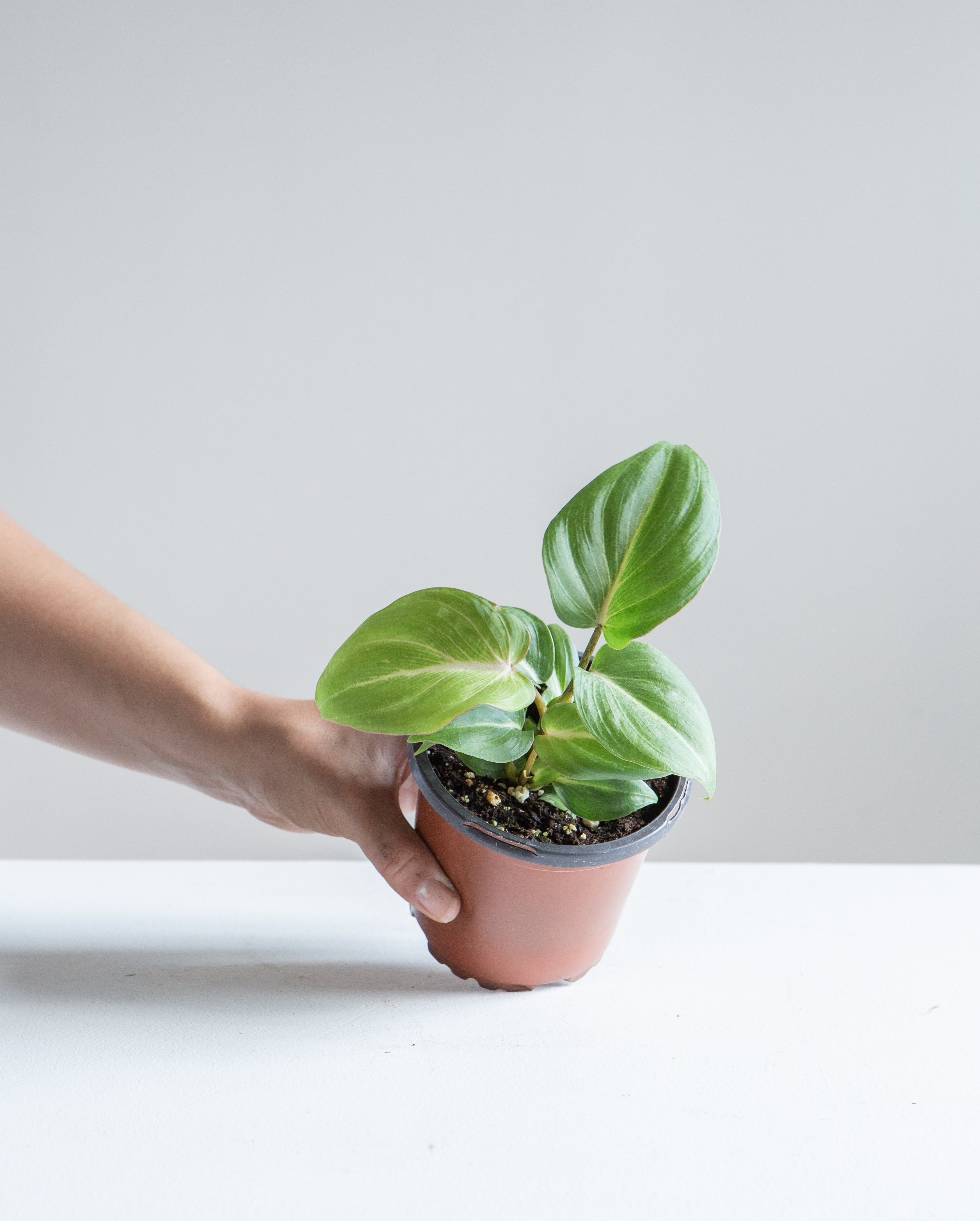 Gloriosum: Philodendron gloriosum - 4 inch pot