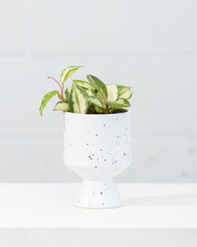  DE VIL PLANTER (WHITE SPECKLE) Small 5.25 Inch