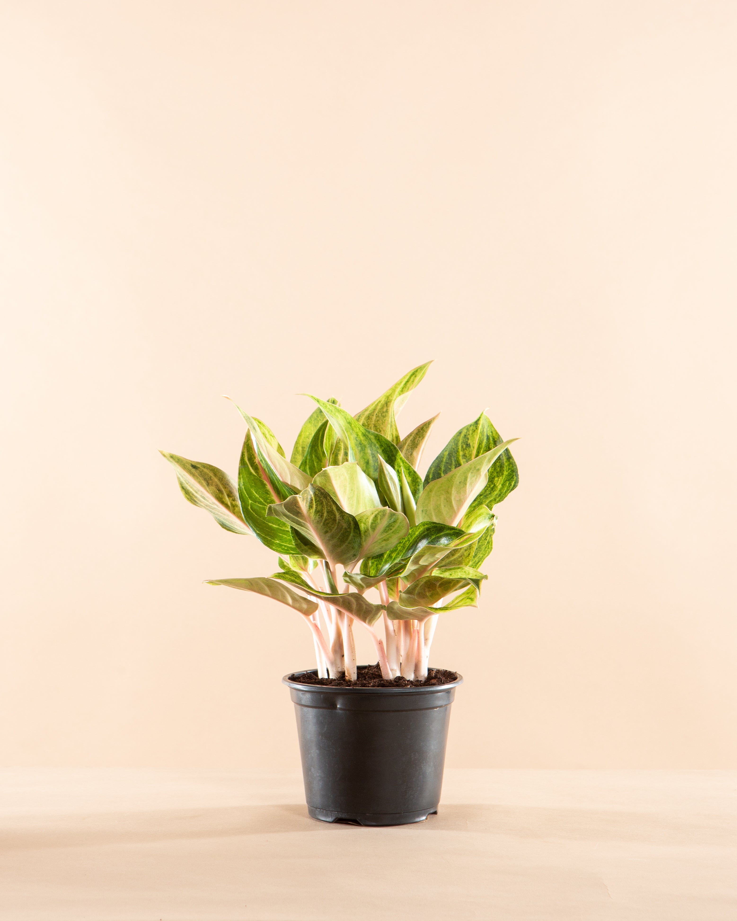 AGLAONEMA 'GOLDEN FLOURITE' 6" Grower Pot