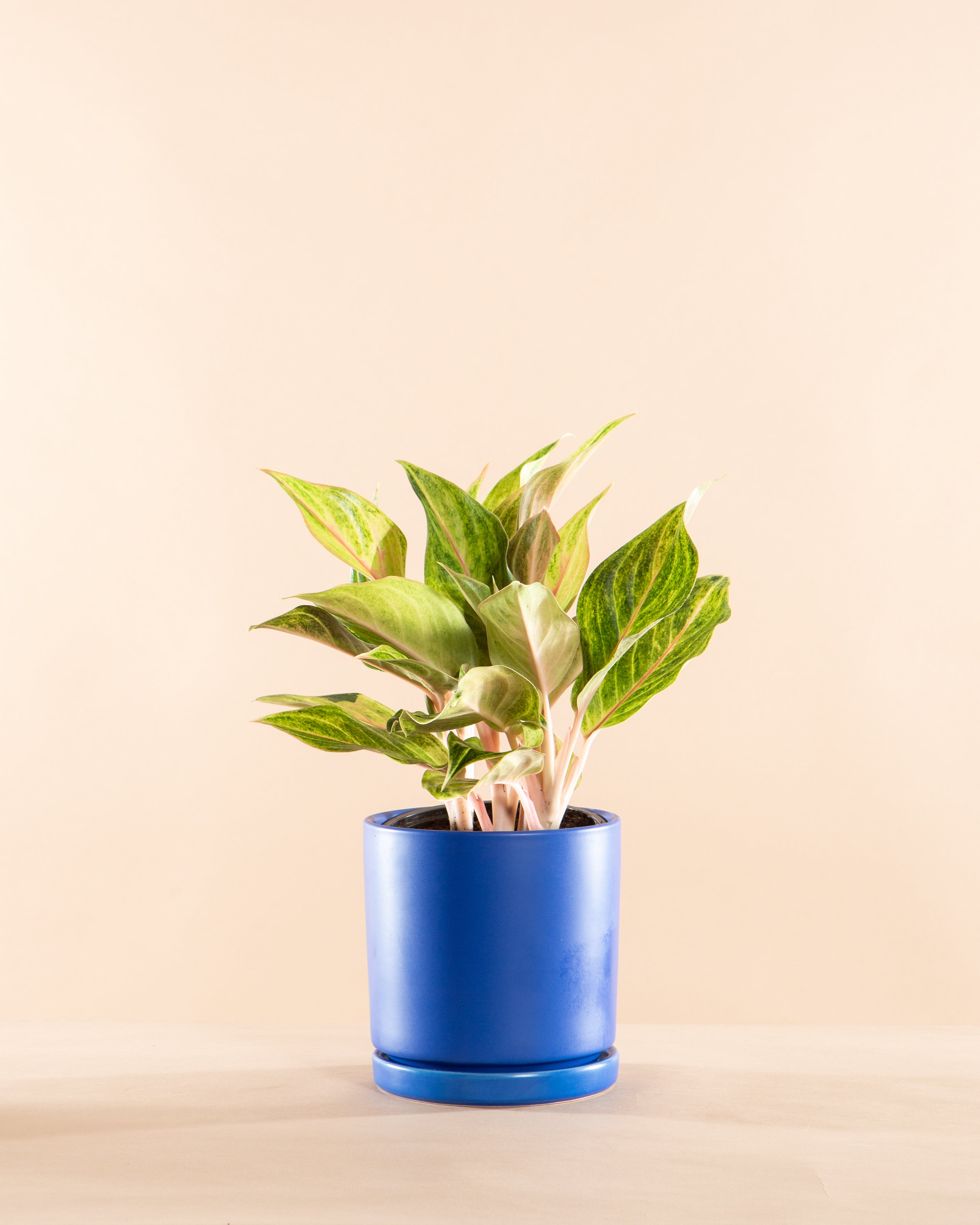 aglaonema blue AGLAONEMA 'GOLDEN FLOURITE' 6" Grower Pot – Dynasty Plants