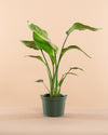 BIRD OF PARADISE' (STRELITZIA NICOLAI) 6" Grower Pot