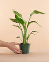 BIRD OF PARADISE' (STRELITZIA NICOLAI) 6" Grower Pot