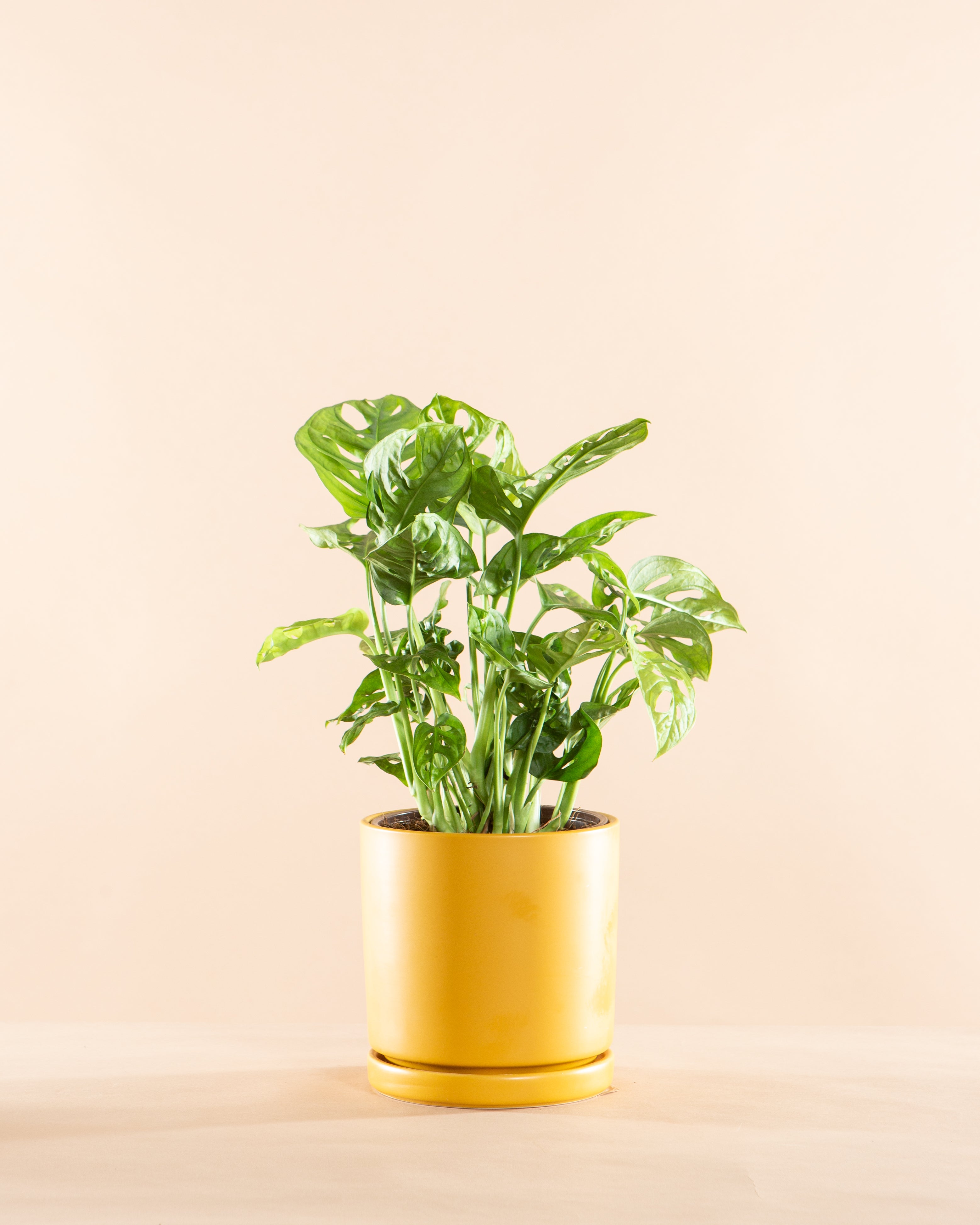 Swiss Cheese Vine: Monstera adansonii - 5 inch pot