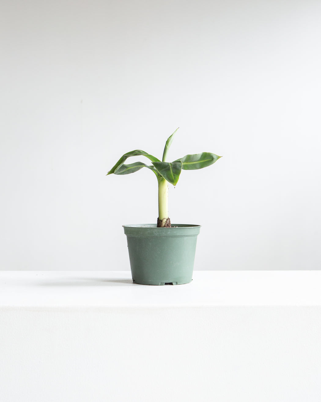 Dwarf Cavendish Banana: Musa acuminata 'Poquito' - 6 inch pot