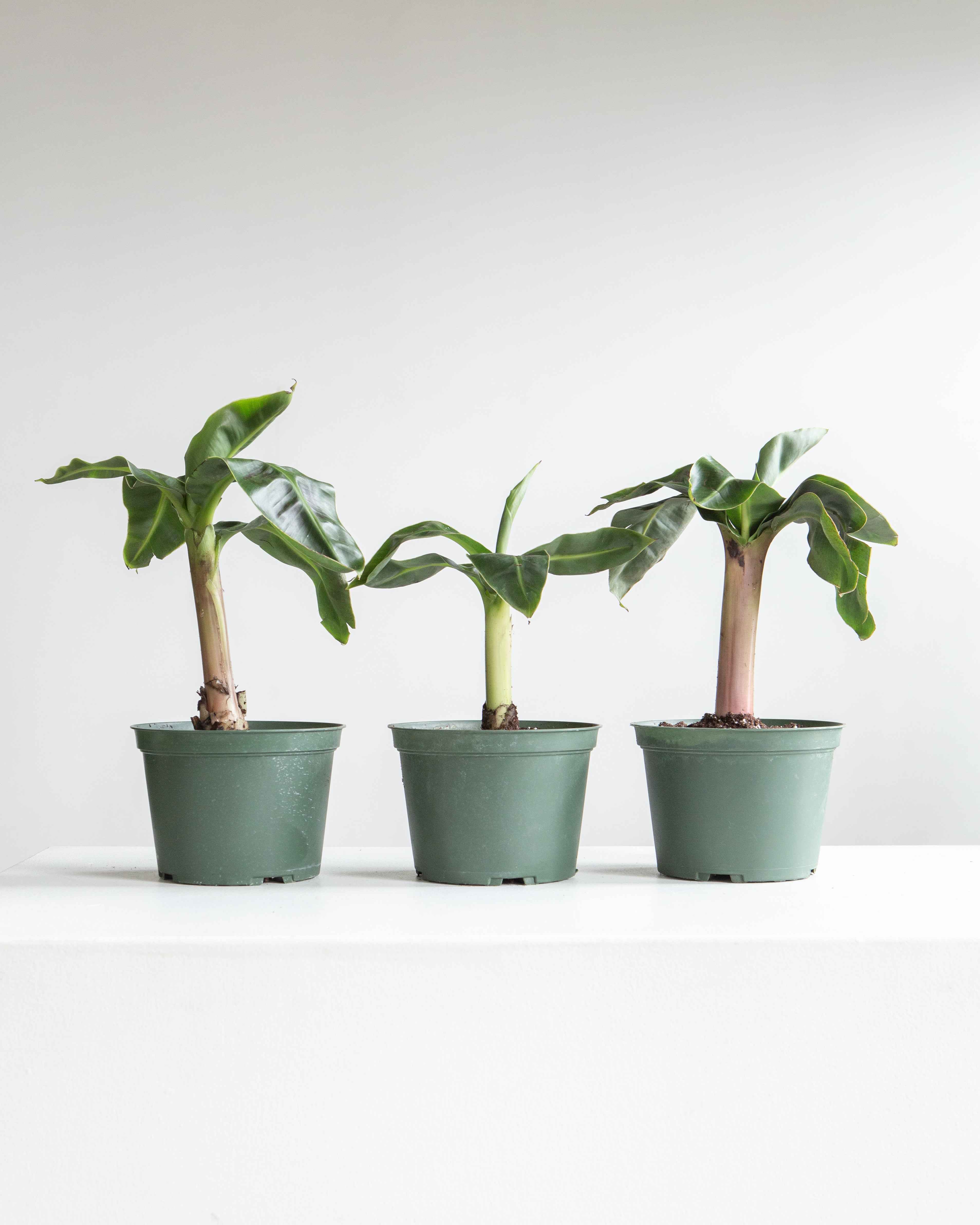 Dwarf Cavendish Banana: Musa acuminata 'Poquito' - 6 inch pot