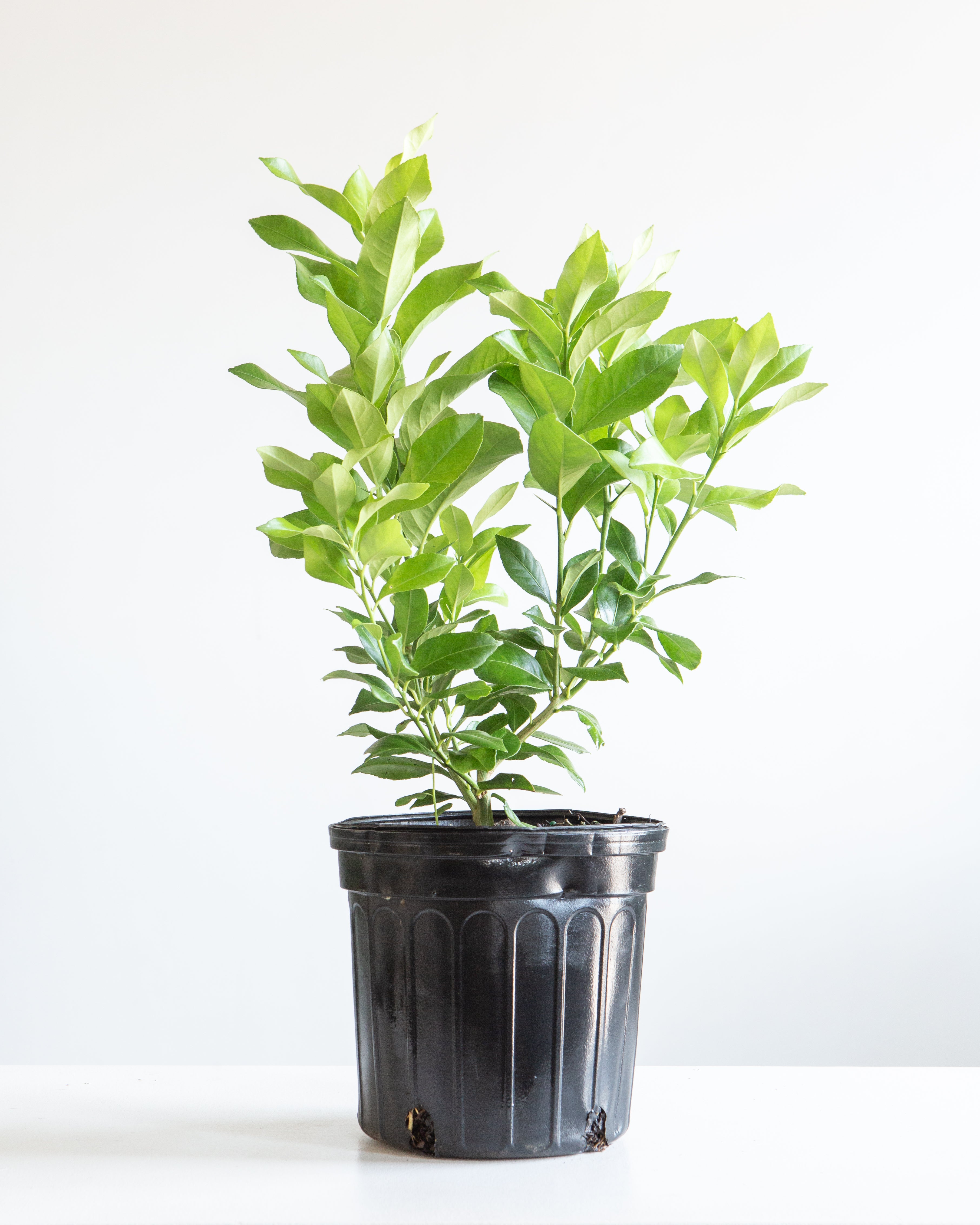 Lemon Tree: Citrus limon - 10 inch pot - 2-3 foot tall