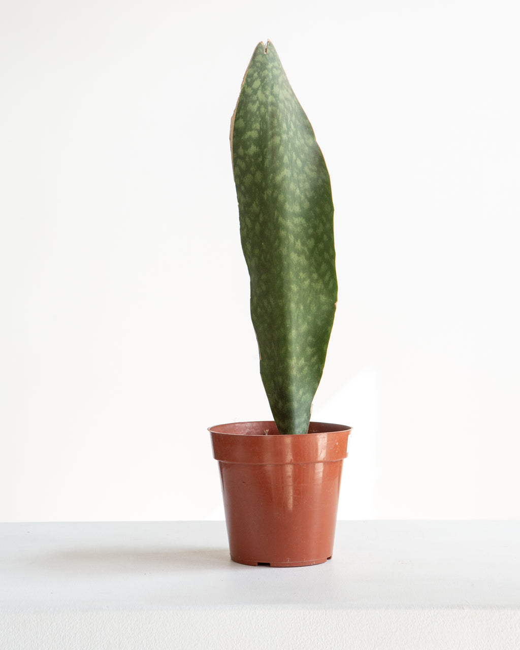 Whale Fin Snake Plant: Sansevieria masoniana - 6 inch pot