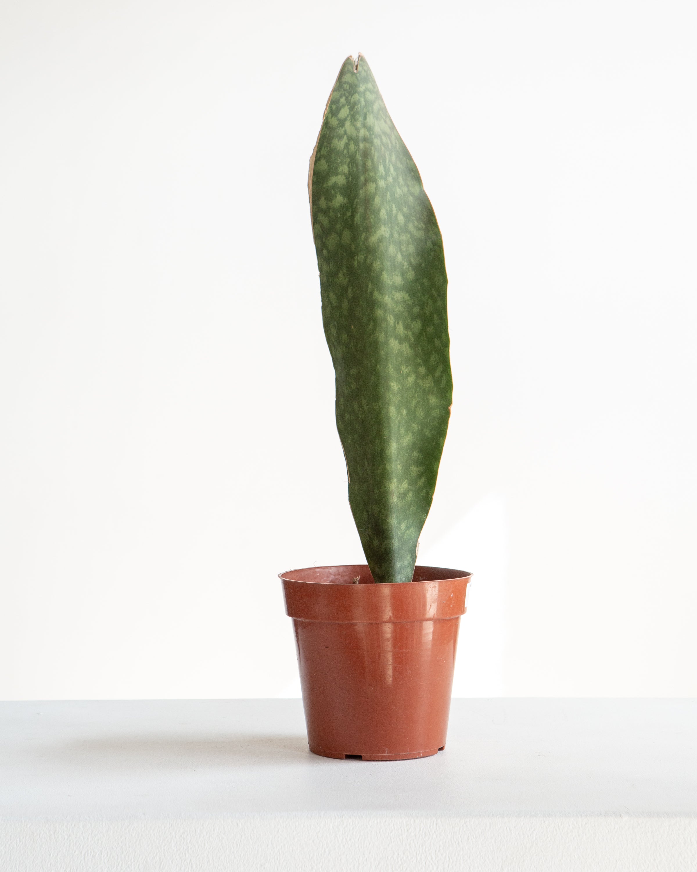 Whale Fin Snake Plant: Sansevieria masoniana - 6 inch pot