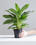 Silver Bay Chinese Evergreen: Aglaonema - 6 inch pot