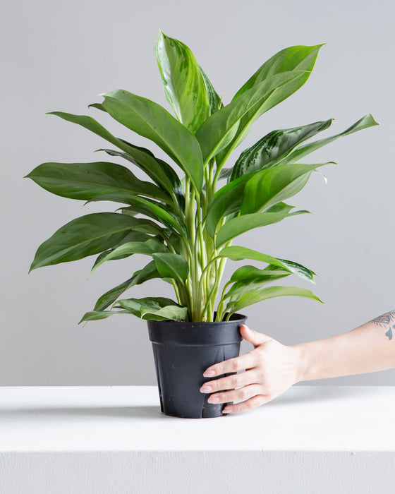 AGLAONEMA 'SILVER BAY' 6" Grower Pot