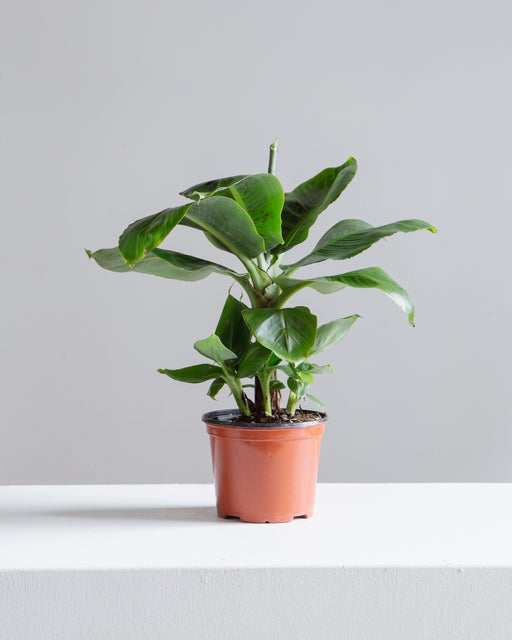 Dwarf Cavendish Banana: Musa acuminata 'Poquito' - 6 inch pot