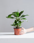 Dwarf Cavendish Banana: Musa acuminata 'Poquito' - 6 inch pot