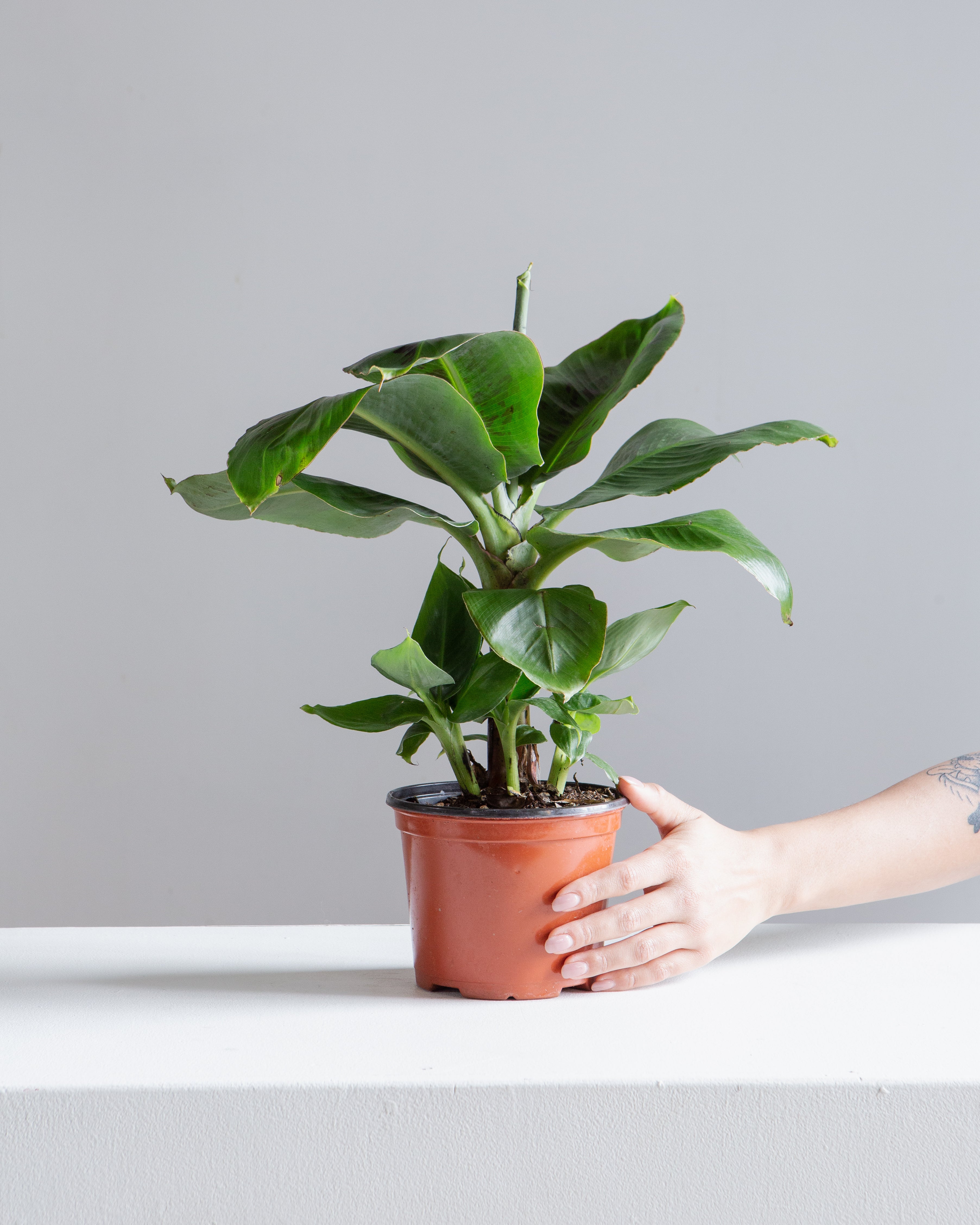 Dwarf Cavendish Banana: Musa acuminata 'Poquito' - 6 inch pot