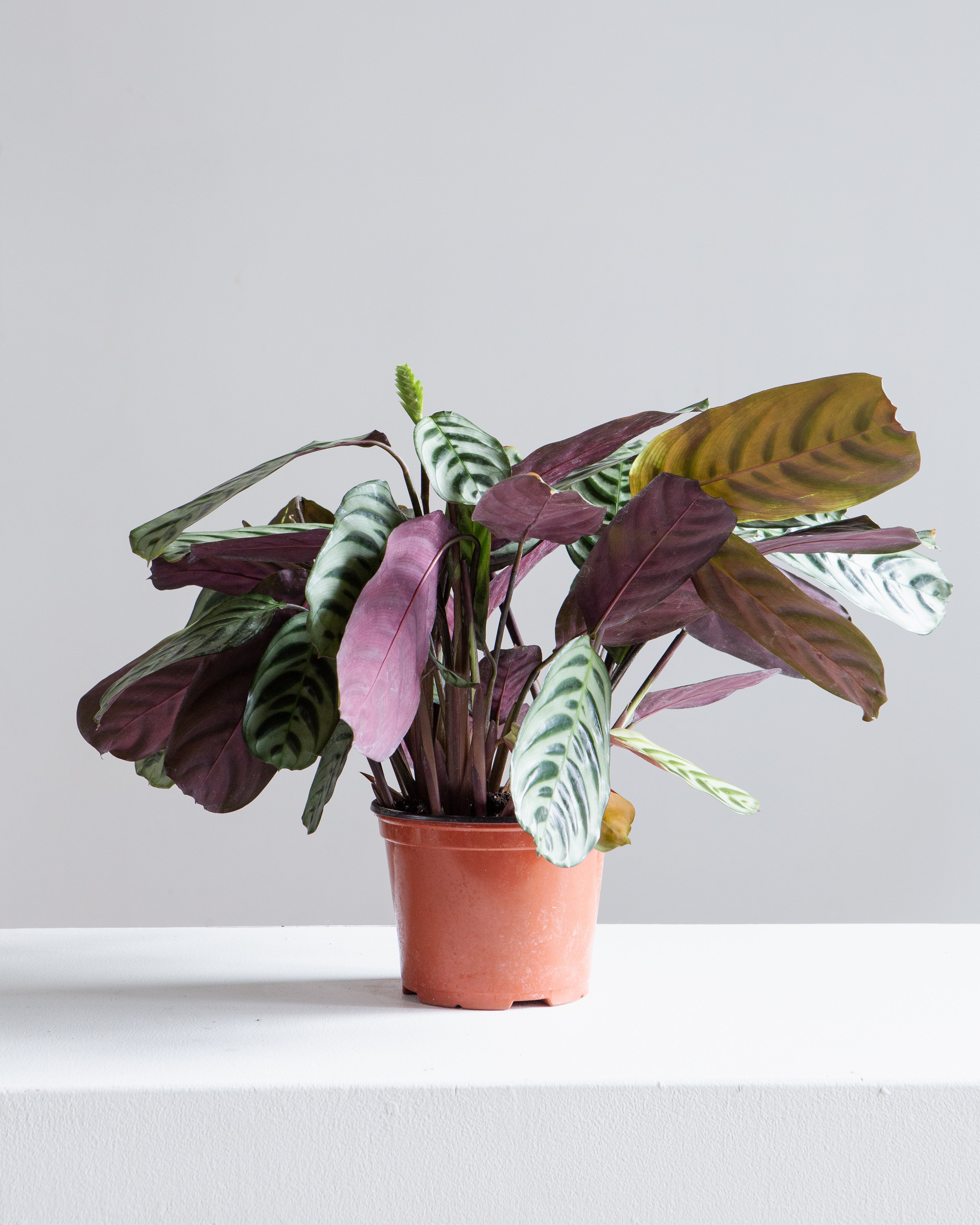 Burl Marx Calathea: Goeppertia - 6 inch pot