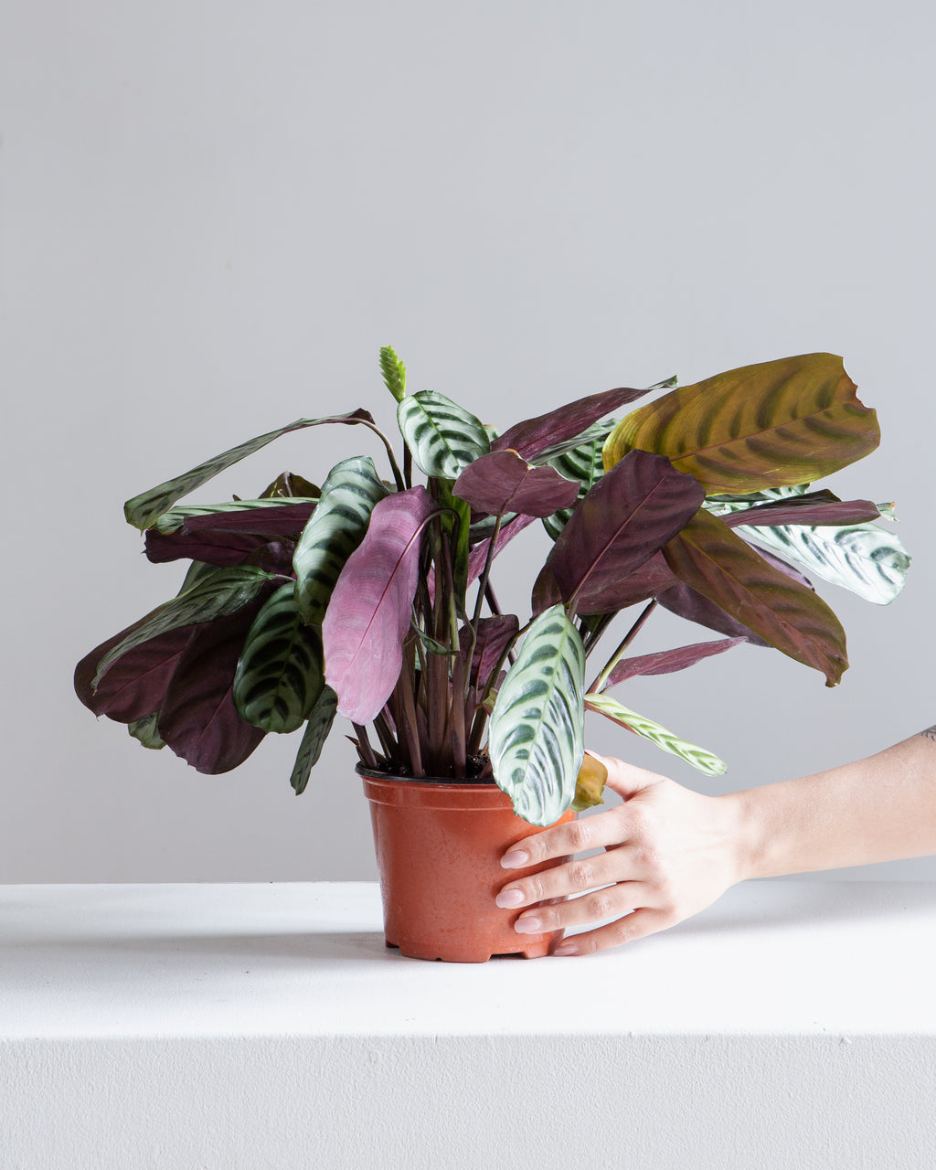 Burl Marx Calathea: Goeppertia - 6 inch pot