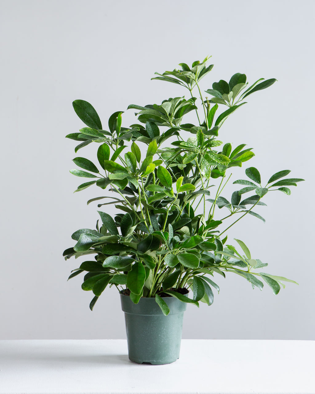 Dwarf Umbrella Bush: Schefflera arboricola - 6 inch pot