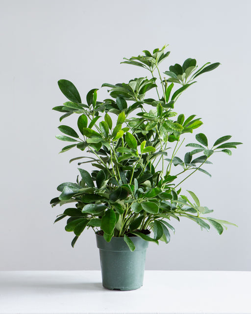 Dwarf Umbrella Bush: Schefflera arboricola - 6 inch pot