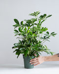 Dwarf Umbrella Bush: Schefflera arboricola - 6 inch pot