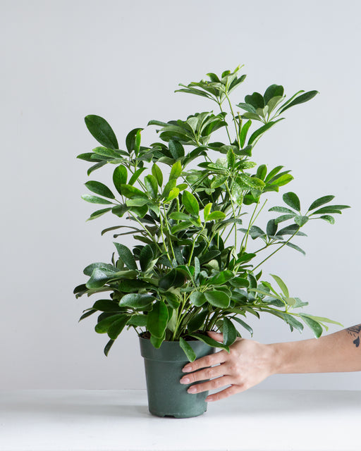 Dwarf Umbrella Bush: Schefflera arboricola - 6 inch pot