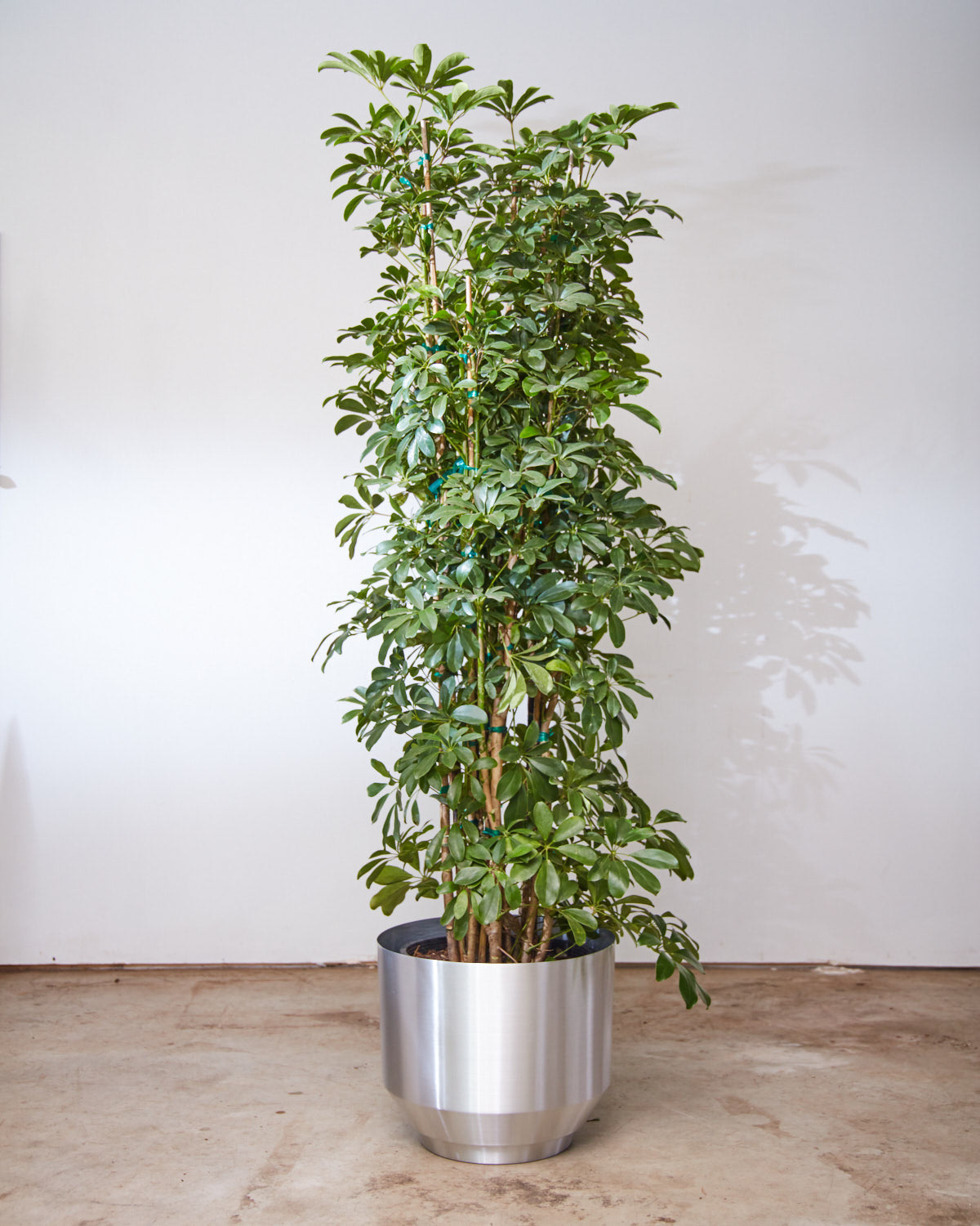 schefflera arboricola tall Umbrella Tree Column: Schefflera arboricola - 14 inch pot