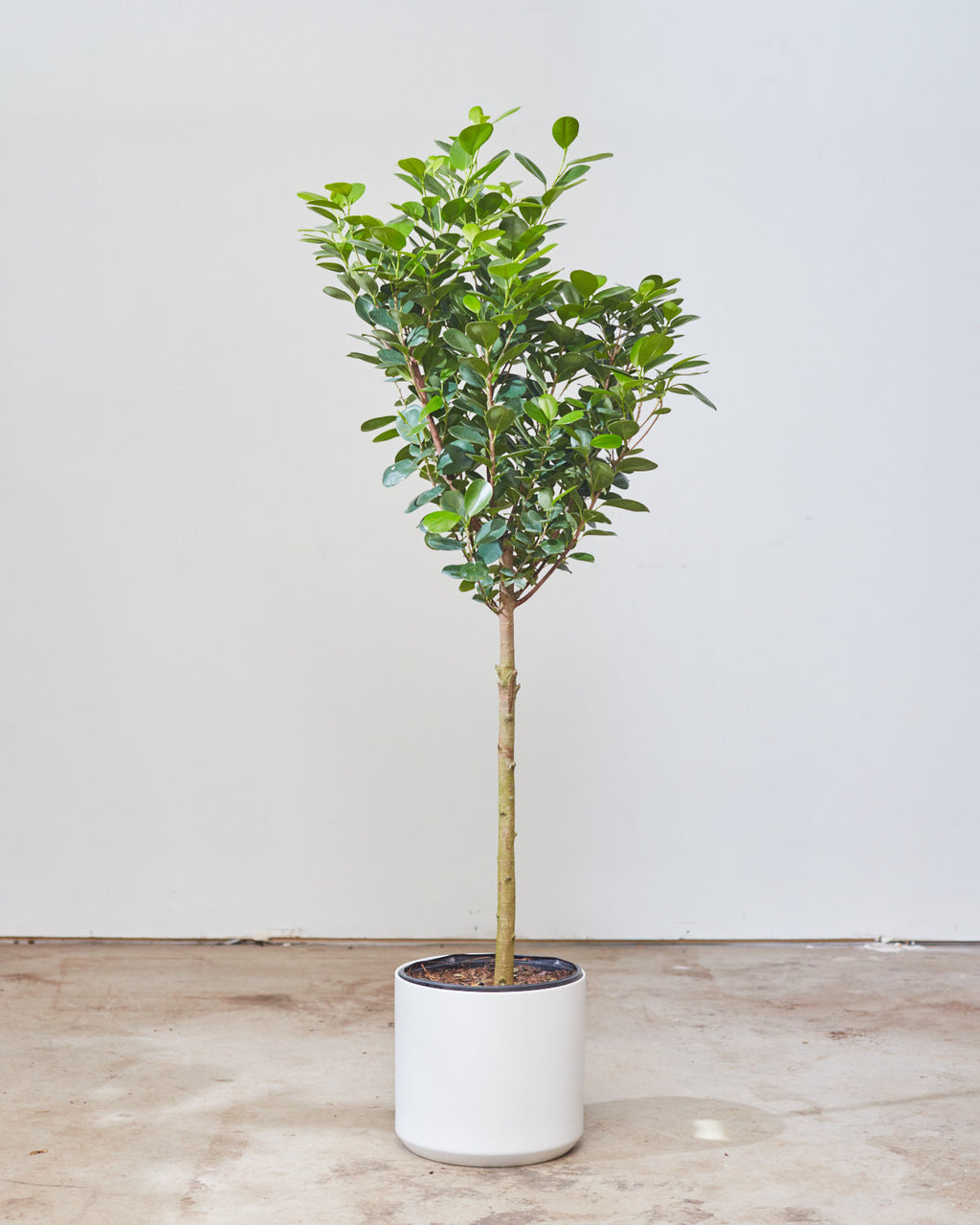 Ficus Moclame: Ficus microcarpa - 10 inch pot - 4-5 foot tall