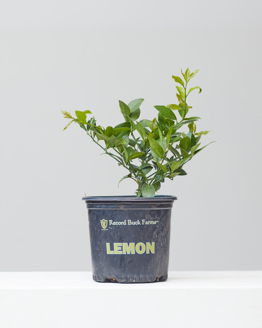 LEMON BUSH 8" Grower Pot