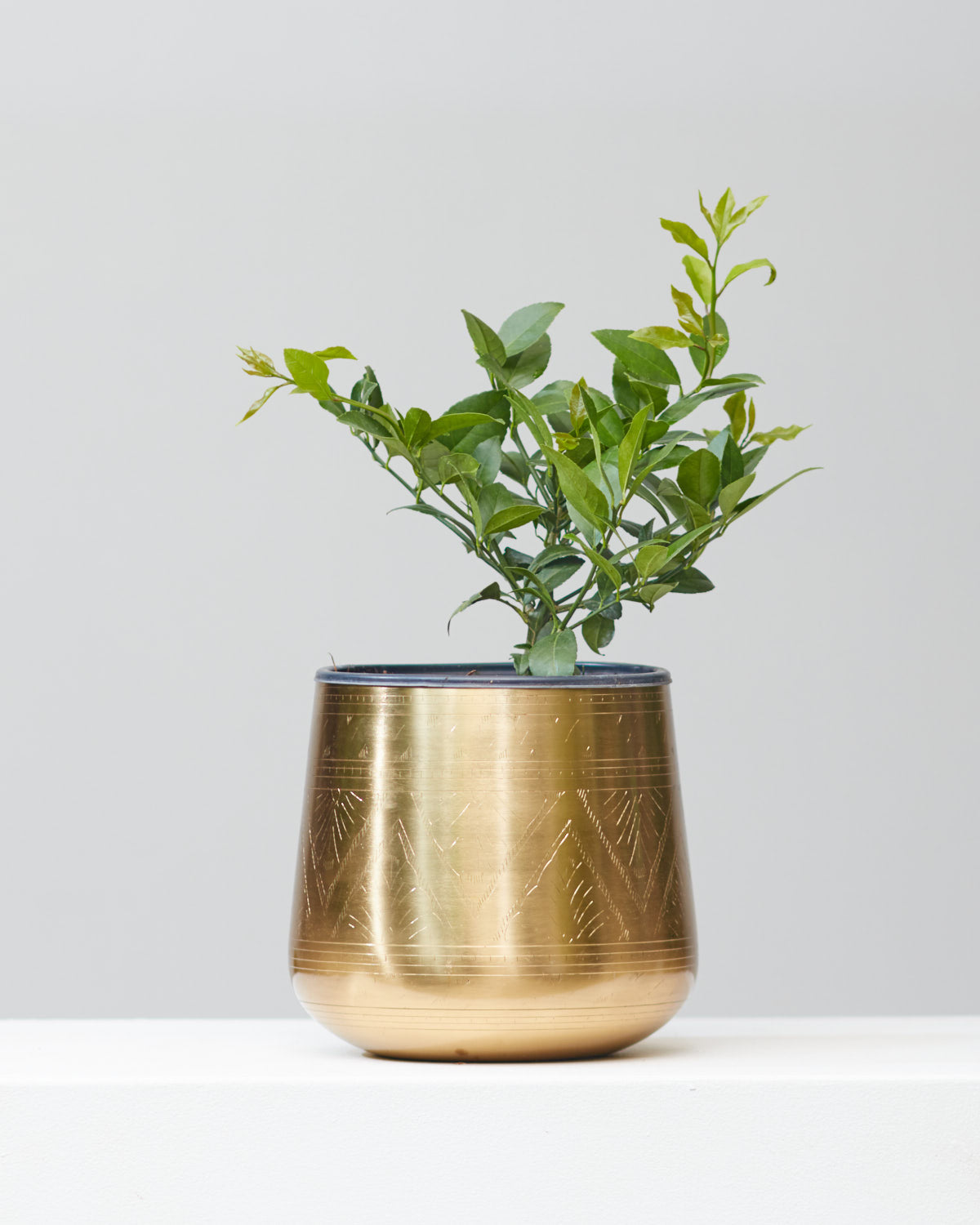 Lemon Tree: Citrus limon - 8 inch pot - 1-2 foot tall