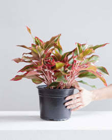  AGLAONEMA 'RED SIAM' 8" Grower Pot