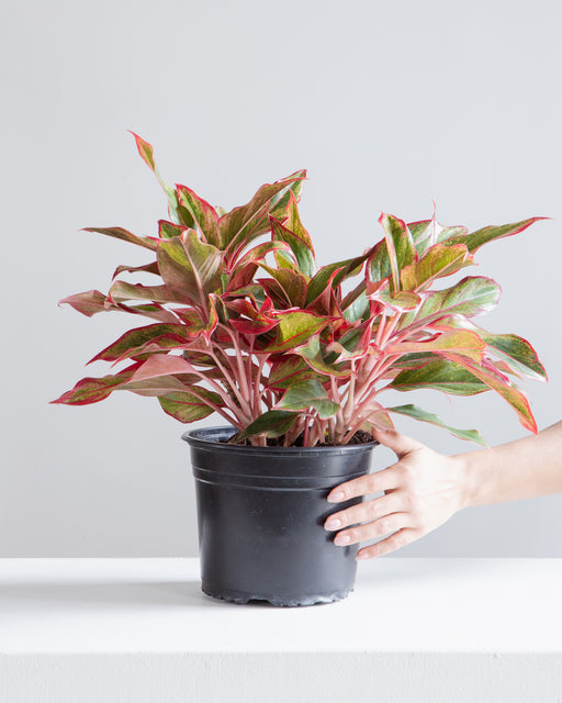 Siam Red Gold Chinese Evergreen: Aglaonema - 8 inch pot