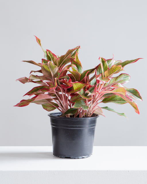 Siam Red Gold Chinese Evergreen: Aglaonema - 8 inch pot